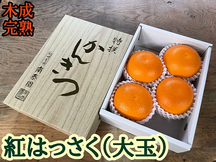 木成完熟 紅はっさく 特秀 大玉 2L × 4玉入 化粧小箱 南泰園【2026年4月上旬～発送】