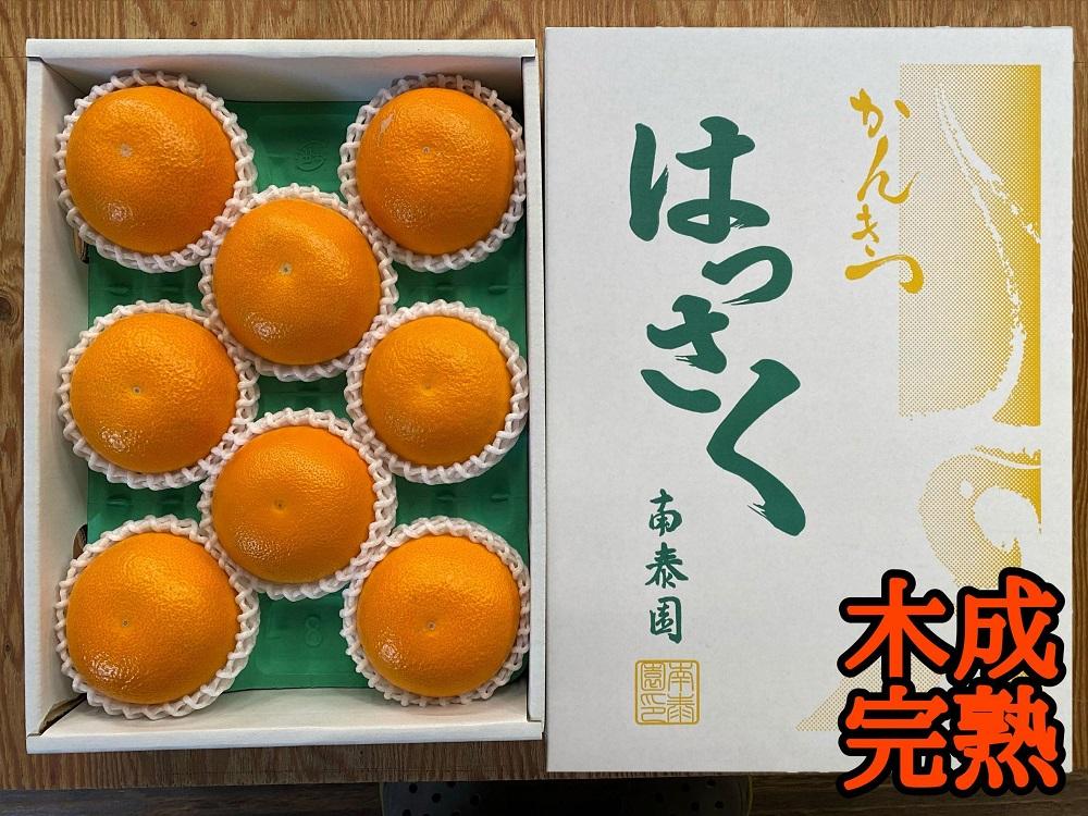木成完熟 紅はっさく 特秀 L × 8玉 または M × 10玉 サイズ 化粧箱 南泰園【2026年4月上旬～発送】