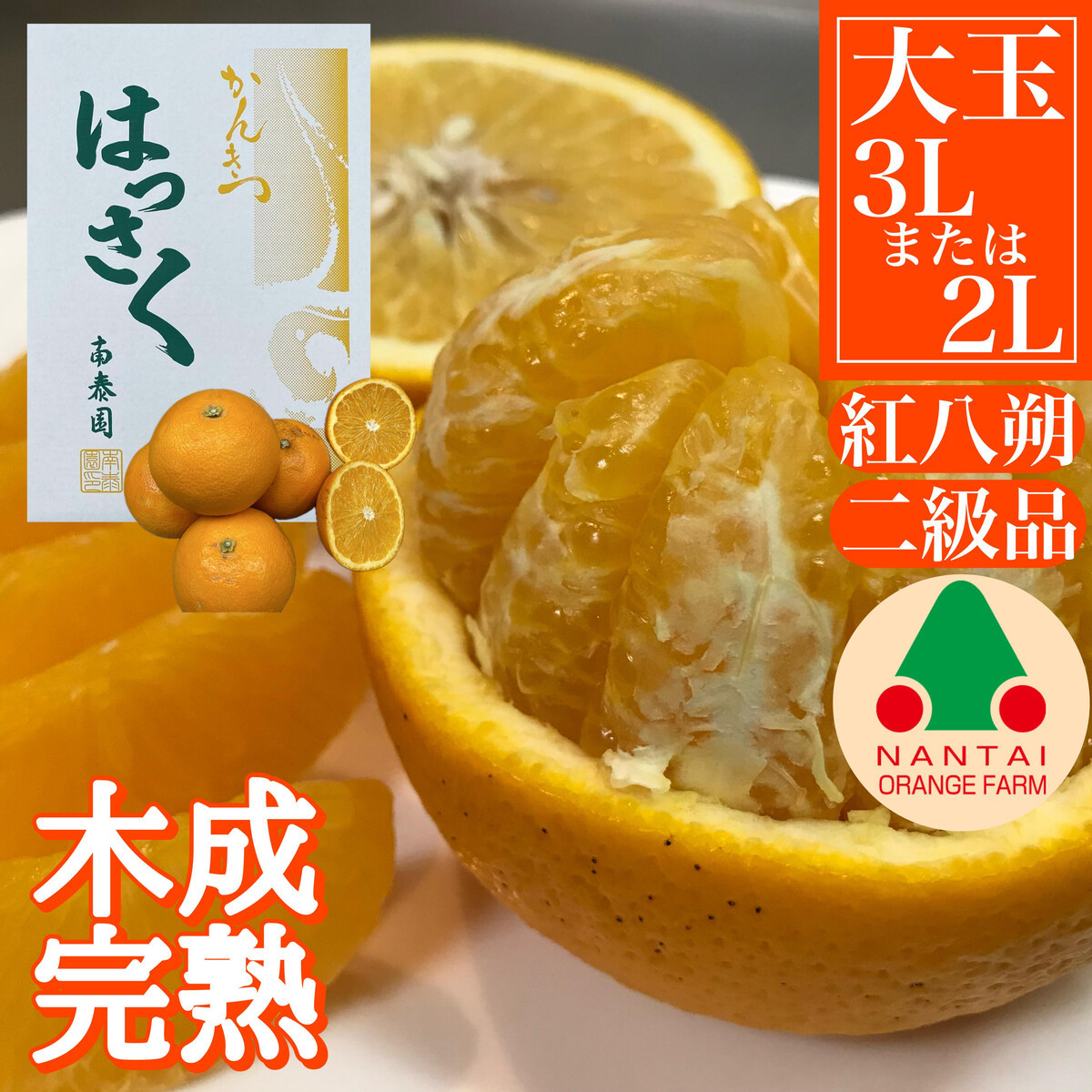 ちょっと 傷あり 木成完熟 紅はっさく 3L × 6玉 または 2L × 7玉 サイズ 化粧箱【2026年4月上旬～発送】