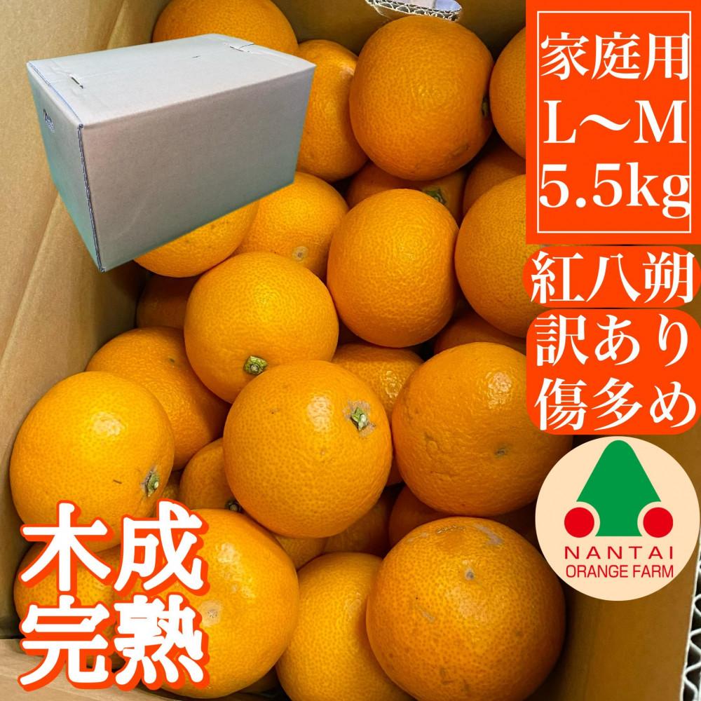 家庭用 5.5kg 訳あり 傷多め 木成完熟 紅はっさく L または M サイズ 茶箱 南泰園【2026年4月上旬～発送】