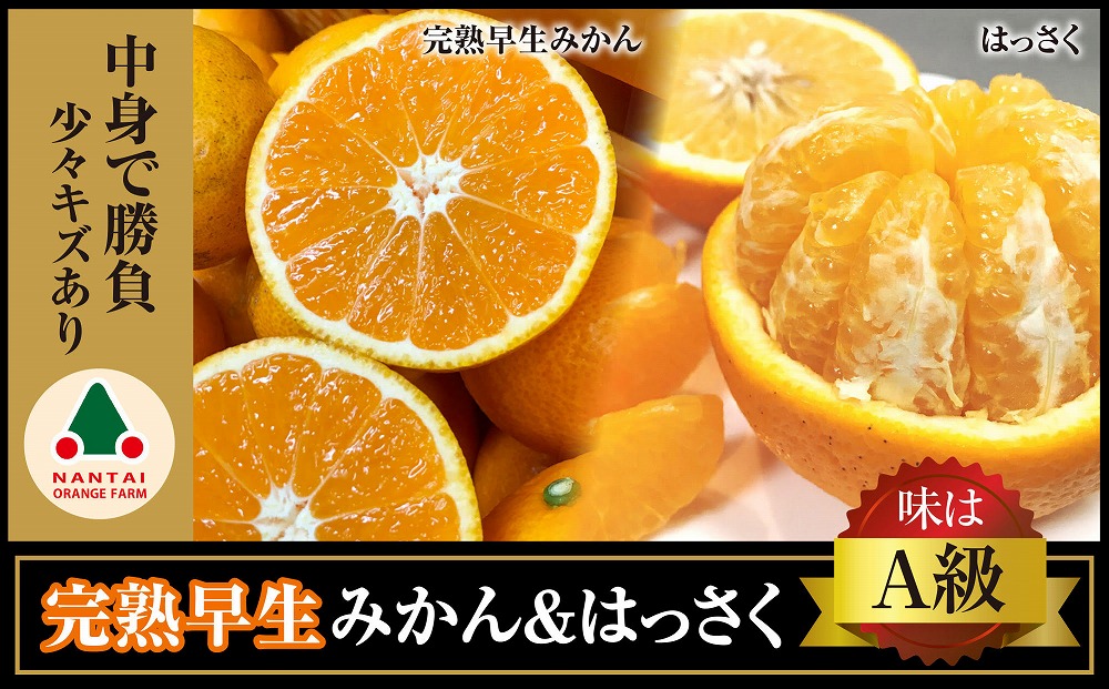 《みかんは年内発送》定期便 手さげ箱 セット 完熟早生 有田みかん ＆ はっさく 全2回 南泰園