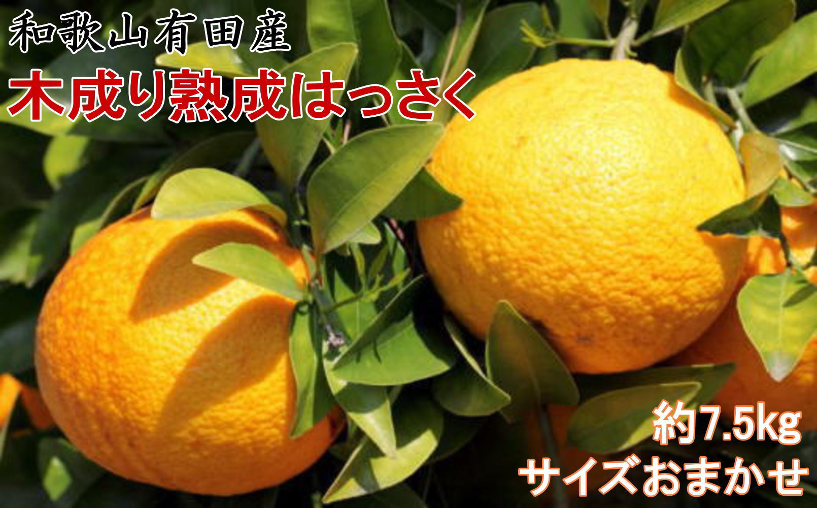 こだわりの和歌山有田産木成り熟成さつき八朔約7.5Kg(M～２Lサイズおまかせ) ★2026年3月下旬頃より順次発送