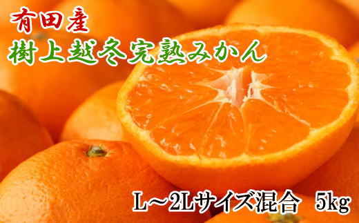 【濃厚・まろやか】有田産樹上越冬完熟みかん5kg（L～2Lサイズ混合・秀品）★2026年1月下旬頃より順次発送