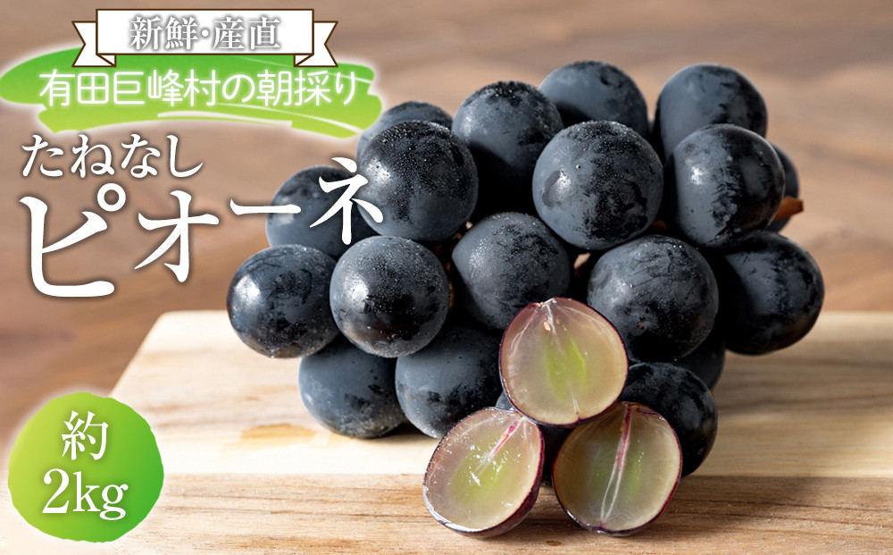 ［先行予約］［新鮮・産直］有田巨峰村の朝採りたねなしピオーネ　約2kg★2026年８月中旬頃より順次発送