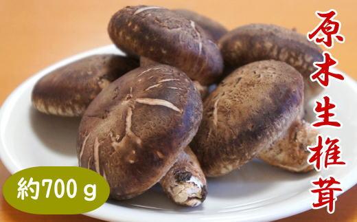 原木生しいたけ約700g 和歌山有田産 ★2025年11月下旬頃より順次発送