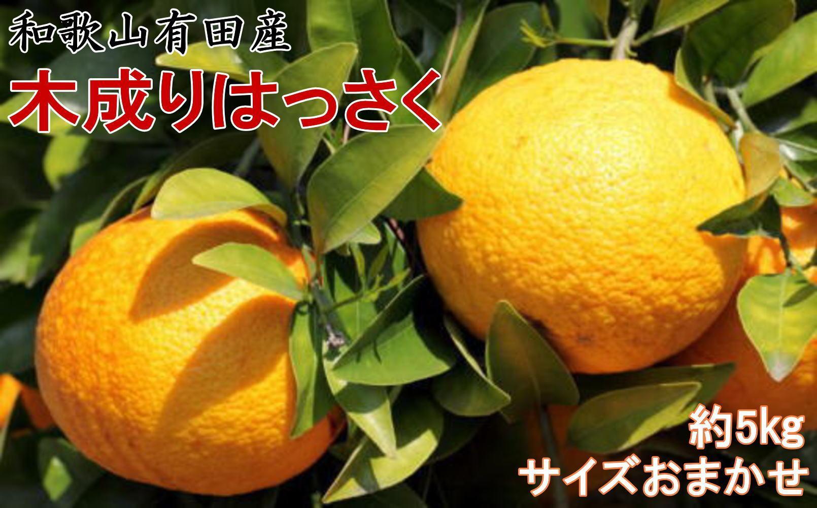 ★2026年3月下旬より発送★ こだわりの和歌山有田産木成り完熟八朔「さつき」 約5kg M～2Lサイズおまかせ