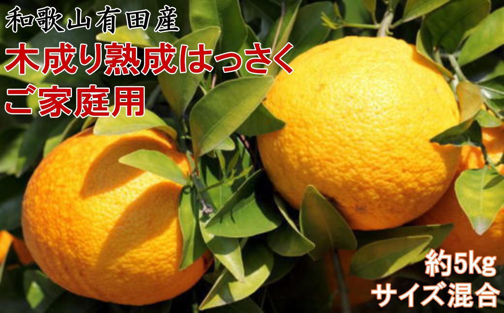 ★2026年3月下旬より発送★ ご家庭用 こだわりの和歌山有田産木成り熟成さつき八朔 約5kg サイズ混合