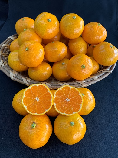 【数量限定】【赤秀特選品】有田みかん 約10kg（Lもしくは2Lサイズ）※サイズ指定不可