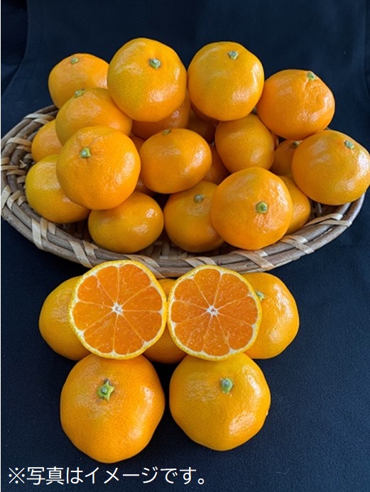 【数量限定】有田みかん青秀　約10kg（Lもしくは2Lサイズ）※サイズ指定不可