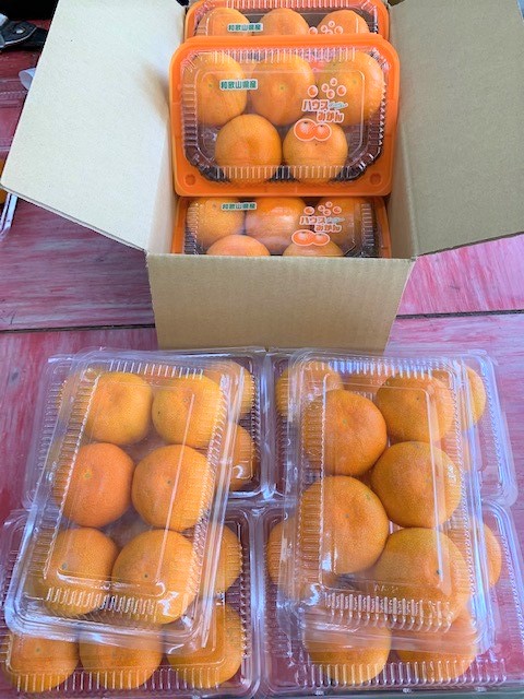 ハウスみかん　６パック【マルシ農園】