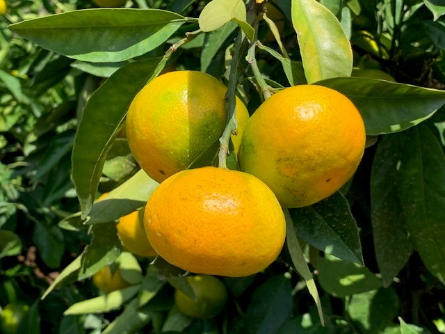 ゆら早生みかん 赤秀品 Мサイズ 5kg