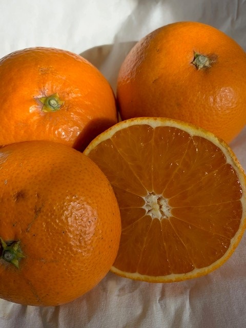 完熟清見オレンジ 赤秀品 5kg（М・L・2L/サイズ指定不可）