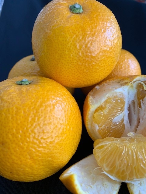 はっさく 赤秀品 約5kg（3L・2L/サイズ指定不可）