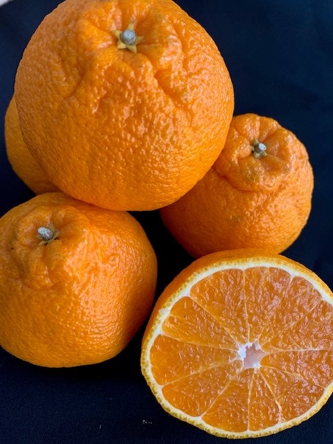 有田の不知火（しらぬい）24~18玉入り