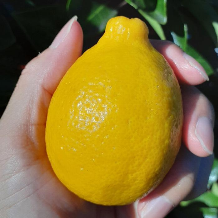 【有田川町】レモン 和歌山県産 訳あり 国産レモン 1500g