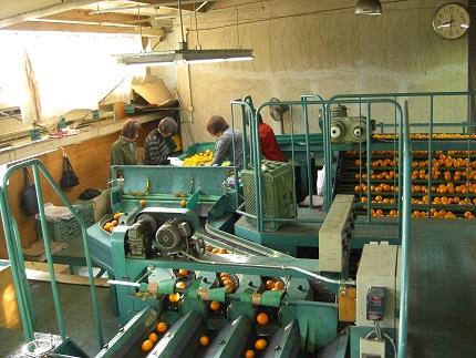 有田みかん 5kg 2Sサイズ 光センサー使用 高糖度