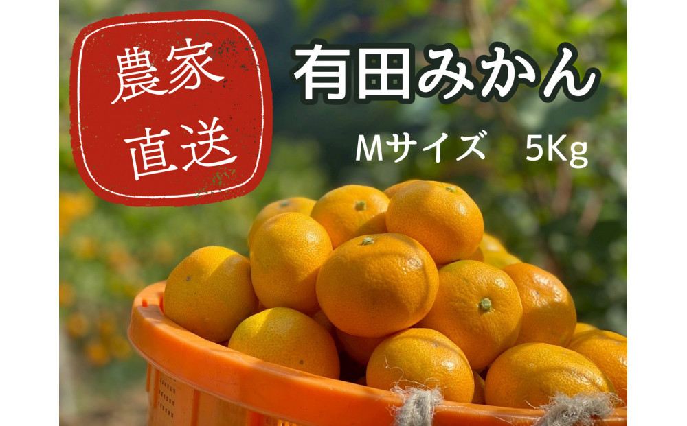 有田みかん M 5kg 贈答用 乳酸菌栽培