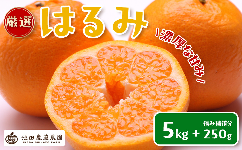 ［先行予約］厳選 はるみ5kg+250g（傷み補償分）［デコポンの姉妹品種・新食感春みかん］