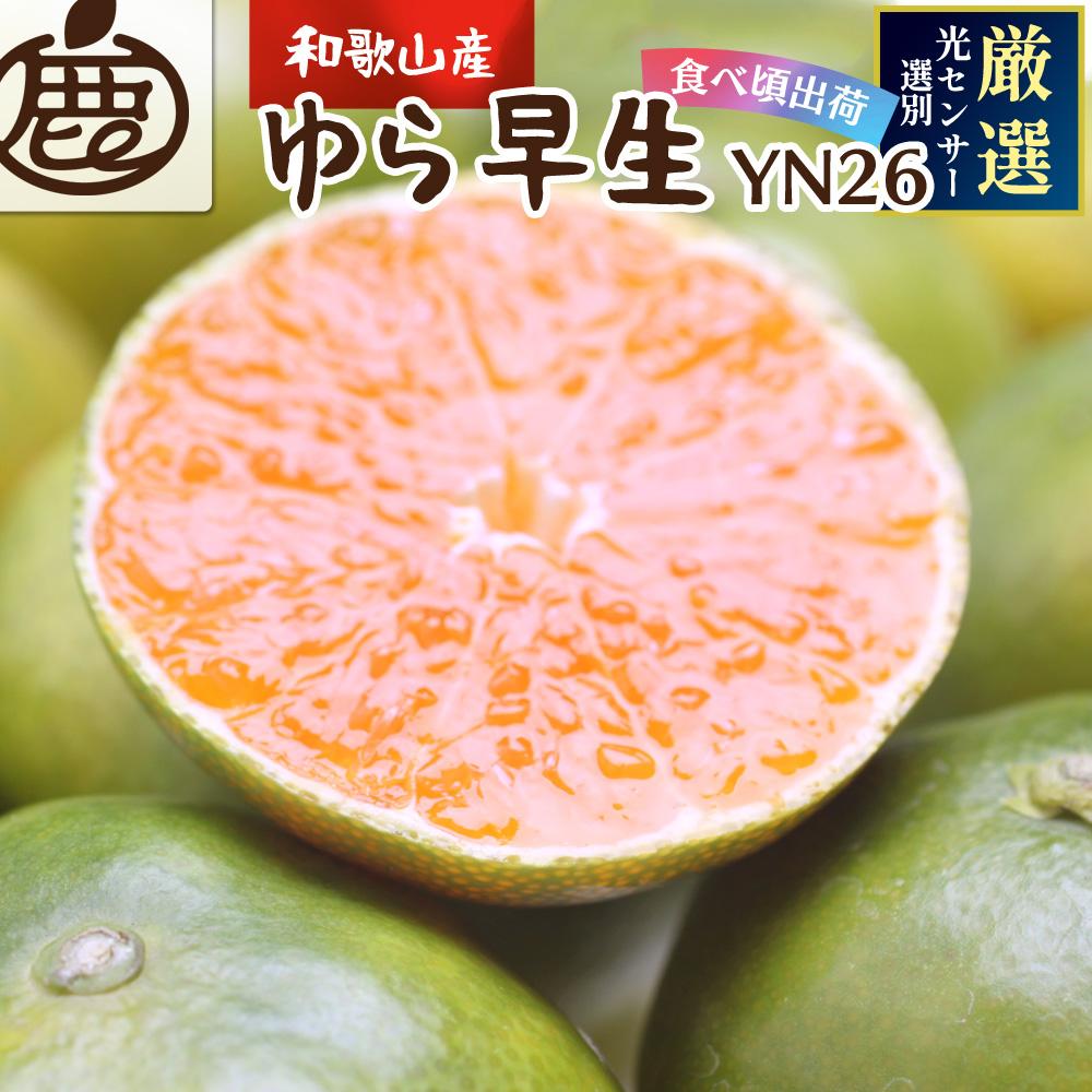 プレミアム 有田みかん（ゆら早生）1kg+250g（傷み補償分）