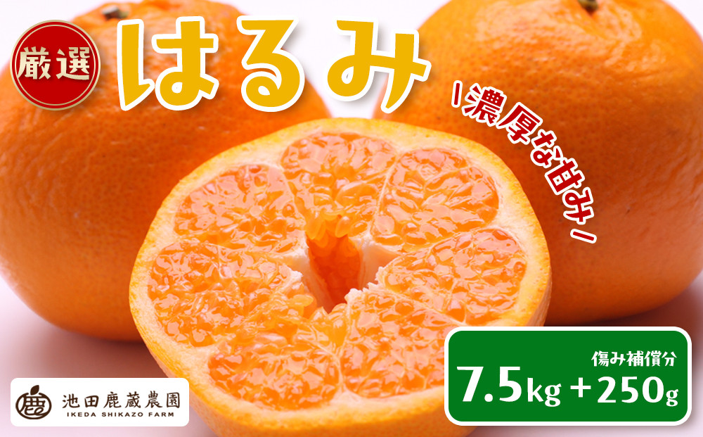 ［先行予約］厳選 はるみ7.5kg+250g（傷み補償分）［デコポンの姉妹品種・新食感春みかん］