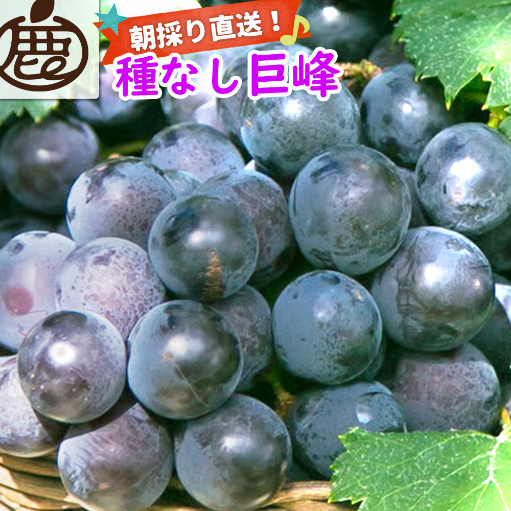 ［先行予約］巨峰 約2kg［朝採り］［葡萄・ぶどう］［種なしブドウ］［フルーツ・果物］［2026年8月下旬頃から順次発送］