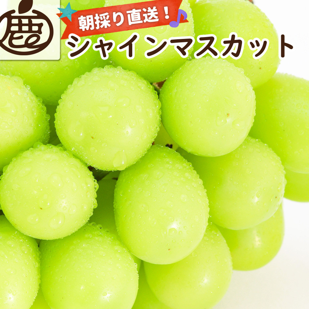 ［先行予約］シャインマスカット 約2kg［朝採り］［フルーツ・果物］［そのまま食べられる］［2026年8月下旬頃から順次発送］