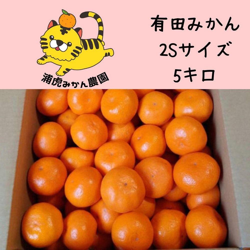 12/25までにご入金確認分は年内発送確定！きれいな温州みかん 箱込み 5kg（SSサイズ指定）小さなミカンが好きな人におすすめ
