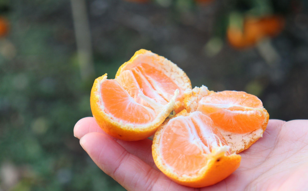 12/24までにご入金確認分は年内発送確定！きれいな温州みかん 寄贈用にお勧め 箱込み 約20kg (S～Lサイズ混合)