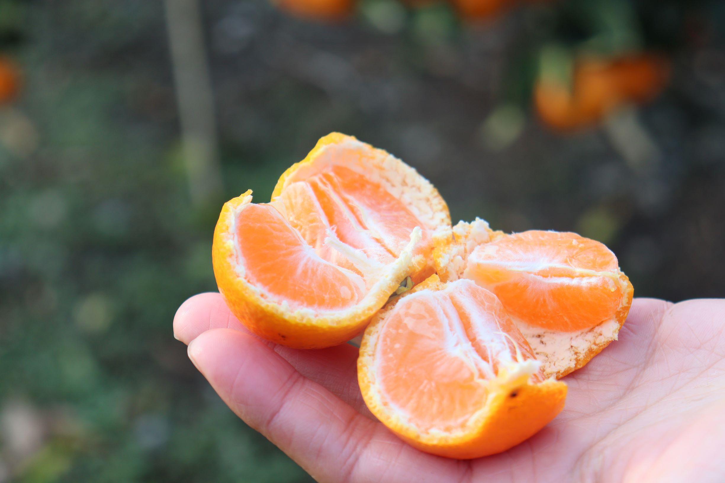 12/23までにご入金確認分は年内発送確定！きれいな温州みかん 寄贈用にお勧め 箱込み 約20kg (S～Lサイズ混合)