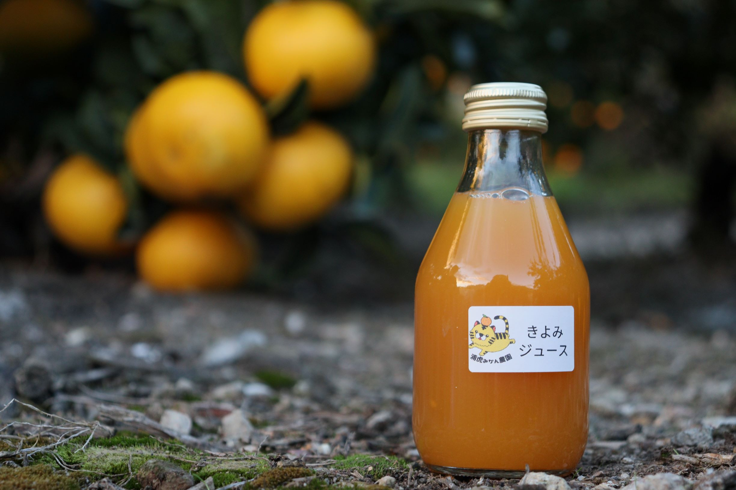 数量限定 有田みかんの産地から届く 果汁100％！ 搾りたての柑橘ジュース 180ml×24本