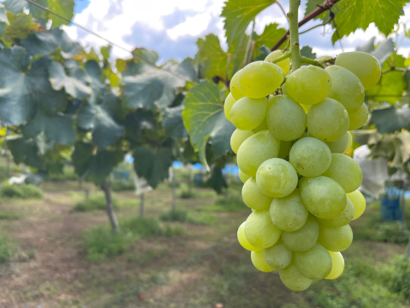 ［先行予約］和歌山 有田産 マスカットオブアレキサンドリア 約1kg 2～3房 ［2026年8月下旬より順次発送予定］