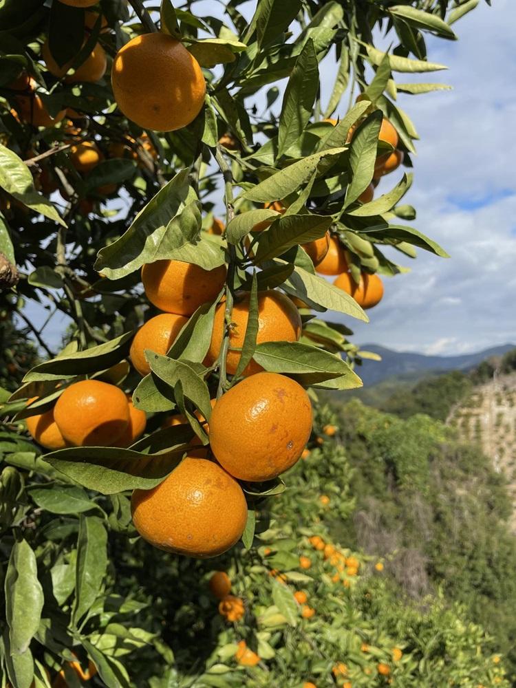 和歌山県産 有田みかん 5kg