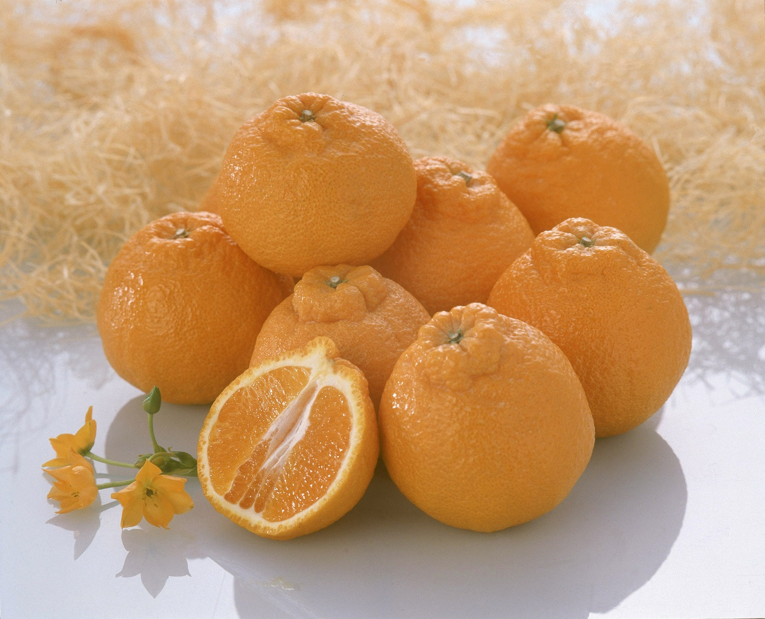 【2026年4月より出荷】則村園産 不知火 約1.5kg 5～7個