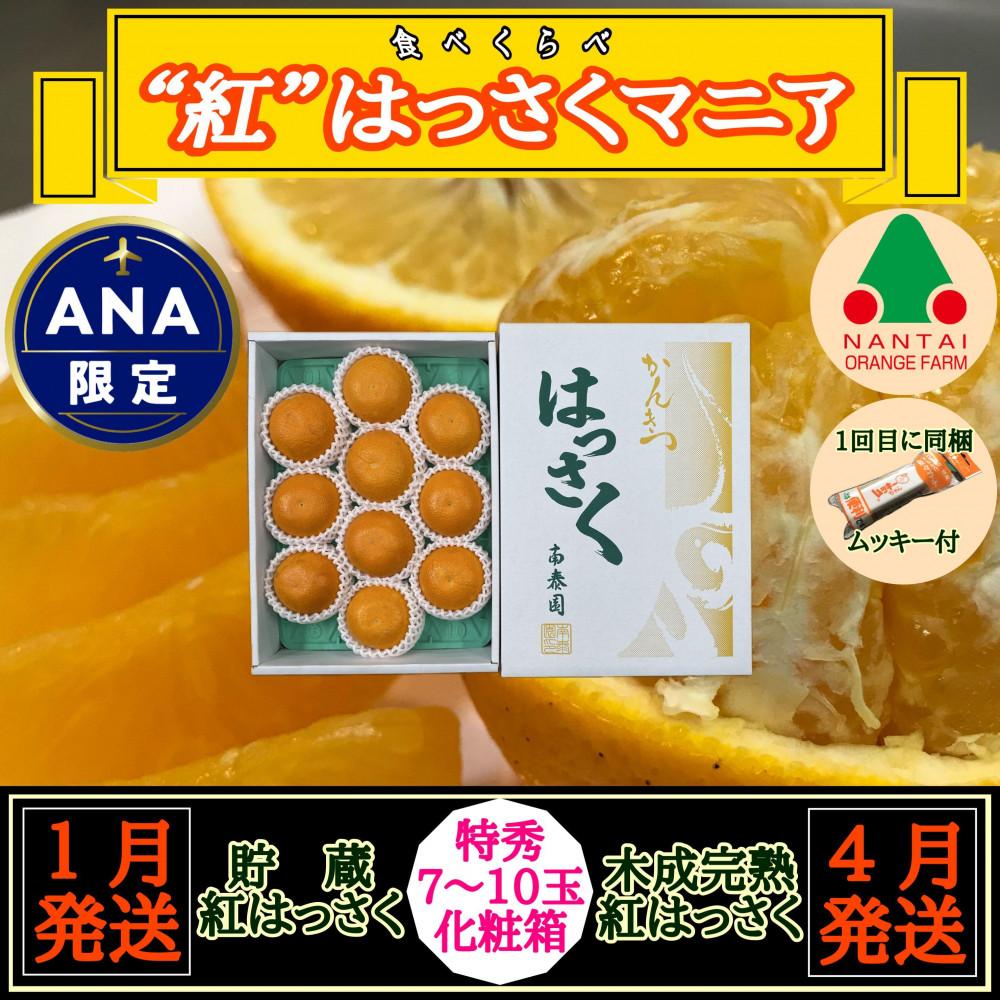 [ANA限定]1・4月発送 全2回 定期便 紅はっさく マニア 貯蔵 & 木成完熟 特秀 7 〜 10玉 和歌山 有田 南泰園