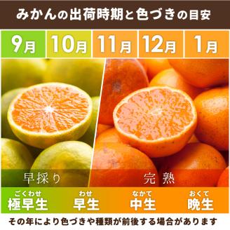 先行予約】家庭用 有田みかん8kg＋240g(傷み補償分)◇【5kgと10kgの 