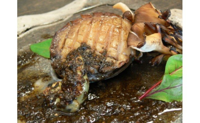 やわコリ食感紀州活アワビ【12個入】｜ 海産物 海鮮 魚介類