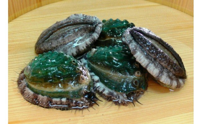 やわコリ食感紀州活アワビ【19-20個入】｜ 海産物 海鮮 魚介
