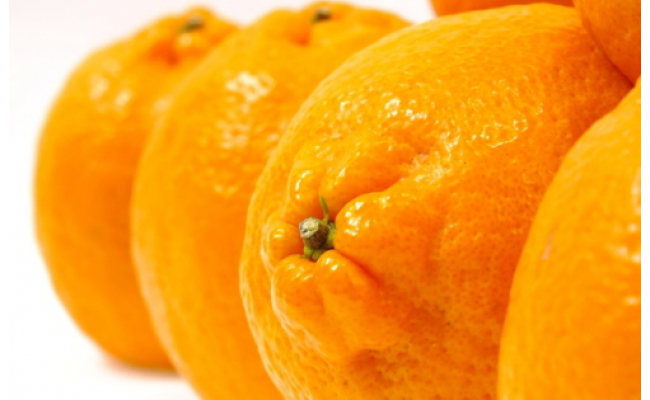 和歌山有田の濃厚デコポン　15～24玉(約5kg)｜ 柑橘 不知火 