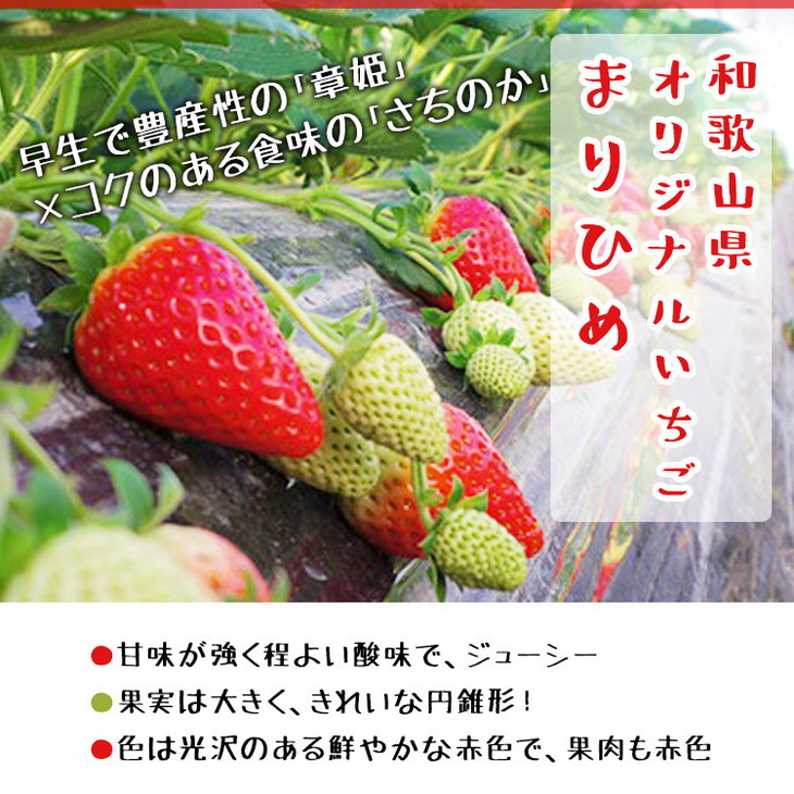 【和歌山ブランド苺】農家直送 濃厚 完熟 まりひめいちご 1