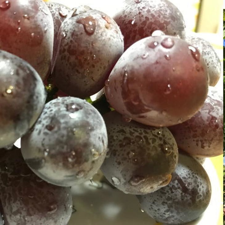 【夏秋の美味】フルーツ王国和歌山の"濃厚"種無しピオーネ