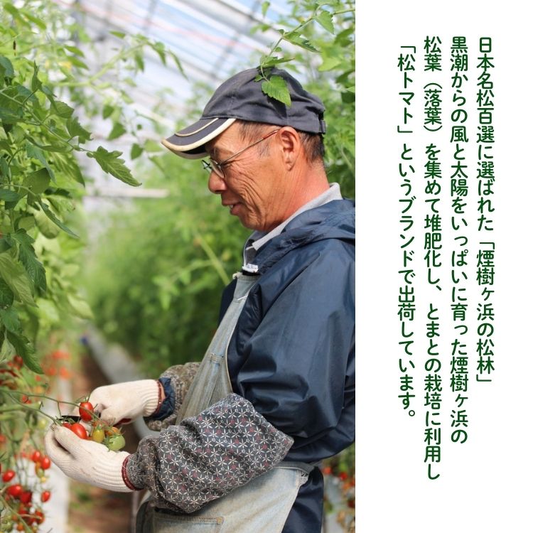 美浜町産　松トマト（アイコ）2Kg｜ミニトマト とまと 野菜