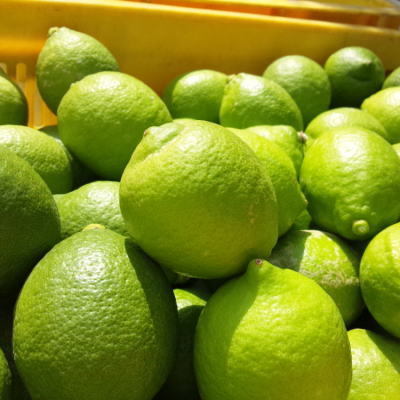 【先行予約】【国産】農家直送！　紀州レモン　約3kg  ※202