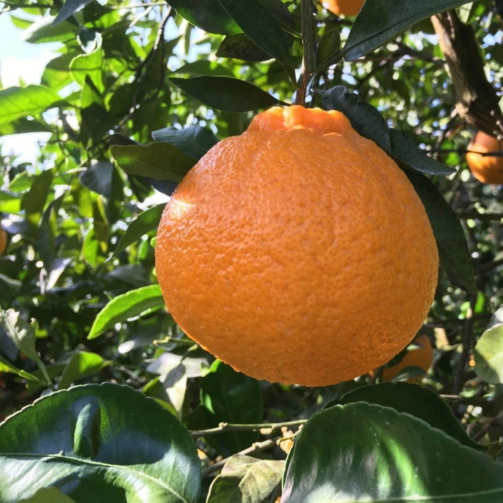 【先行予約】【農家直送】濃厚不知火（ご家庭用）約5kg ※2