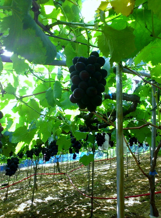 和歌山県産 ピオーネ 2房入り | 産地直送 ブドウ ぶどう 果