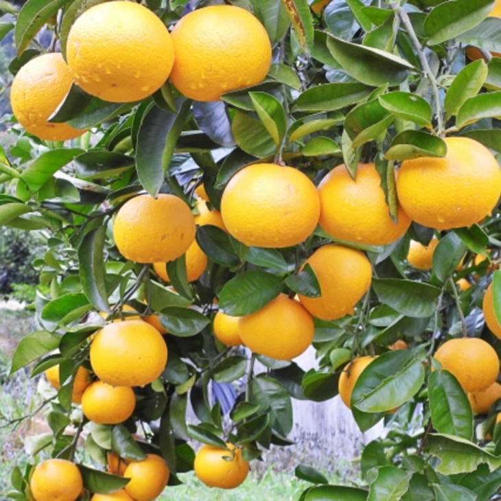 【産直】和歌山由良町産の木成り熟成八朔 訳ありご家庭用 