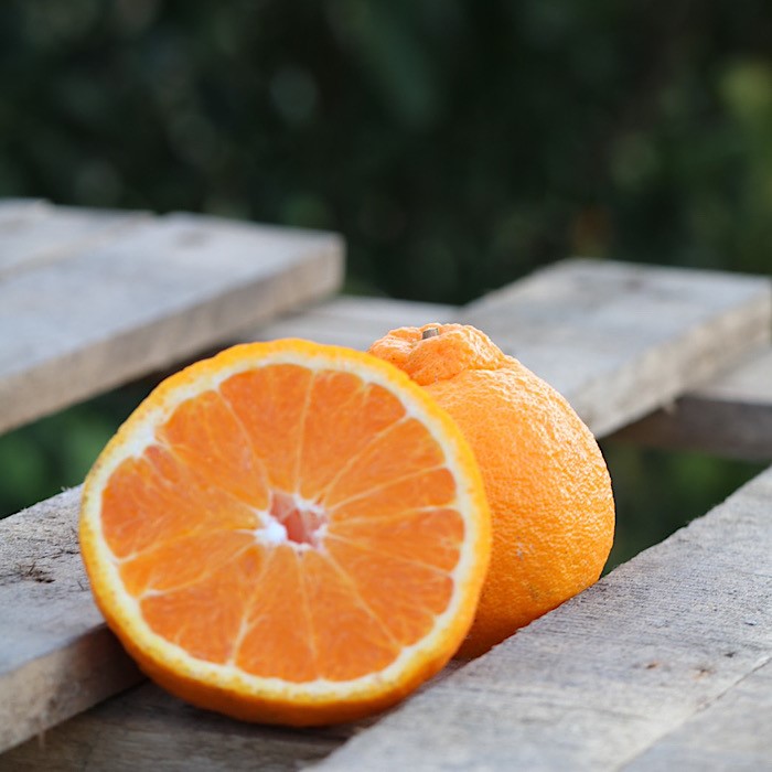 和歌山産 不知火 【12玉～20玉】 秀品 ※2026年2月上旬～4月下