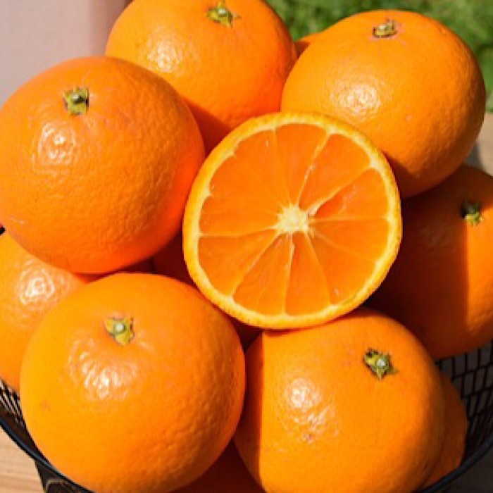 和歌山県産 有田の清見 約5kg 秀品 ※2026年3月上旬～4月下旬