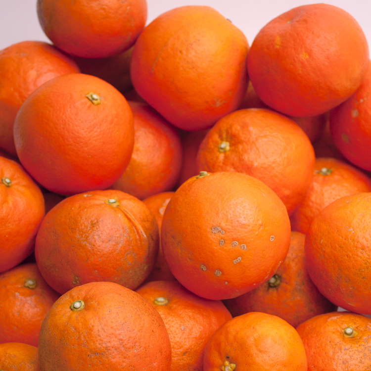 ＜4月より発送＞家庭用 セミノールオレンジ1kg+250g（傷み補