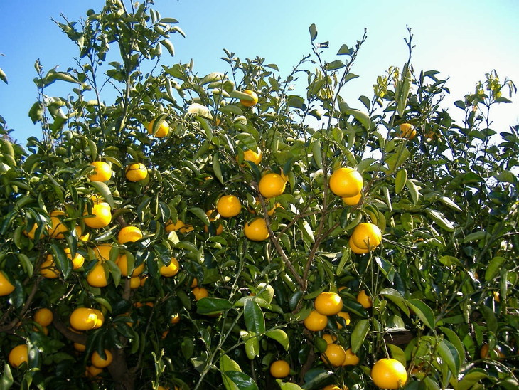 紀州由良町産はっさく（Lまたは2Lサイズ） 約5kg 
※着日指
