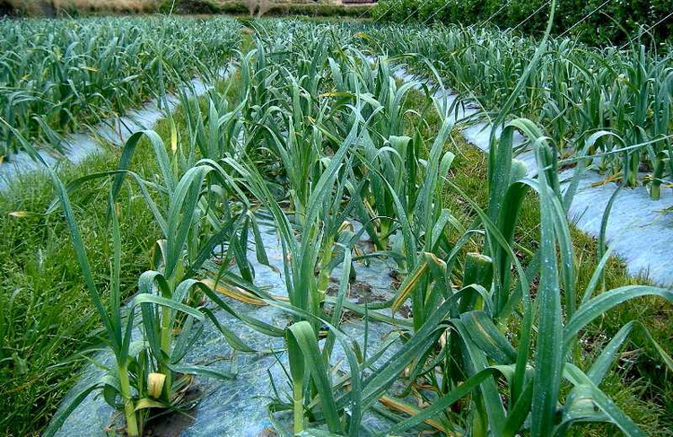由良町産にんにく 秀品 Lサイズ 約2kg(1kg×2)
※北海道・沖縄